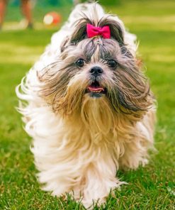 Cute Shih Tzu Dog Paint By Numbers