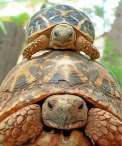 Cute Turtle Artistry Paint By Numbers