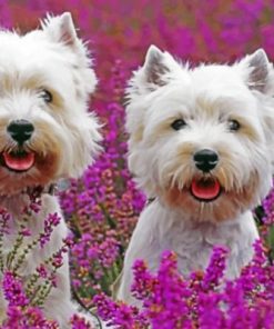 Cute Westie Dogs Paint By Numbers