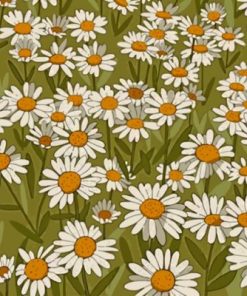 Nature Daisy Flowers Paint By Numbers