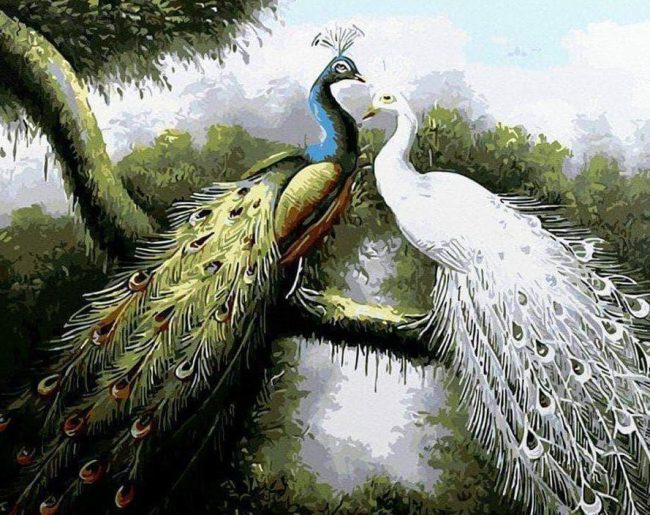 Peacock Bird Couple Paint By Numbers