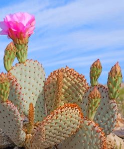 Beautiful Desert Cactus Paint By Numbers