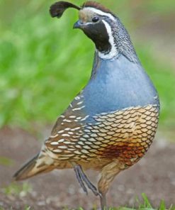Gambel's Quail Wildlife Paint By Numbers