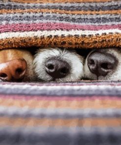 Dogs Snouts Animal Paint By Numbers