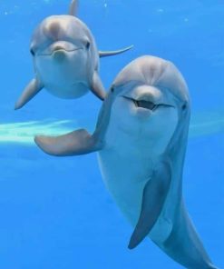 Dolphin Magic Paint By Numbers
