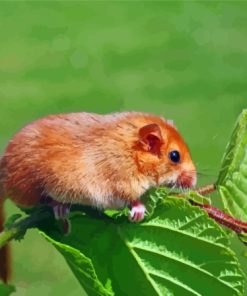 Dormouse on Green Tree Paint By Numbers