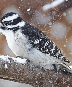 Downy Woodpecker in Snow Paint By Numbers