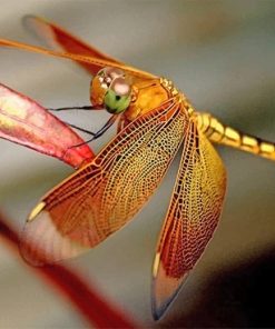 Beautiful Dragonfly Wings Paint By Numbers