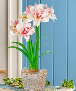 Elvas Amaryllis Bloom Paint By Numbers