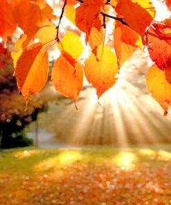 Maple Leaves Nature Paint By Numbers