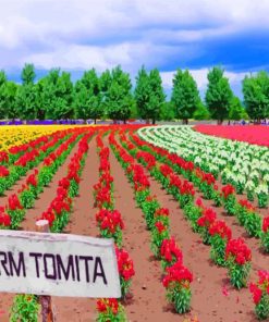 Farm Tomita Hokkaido Paint By Numbers