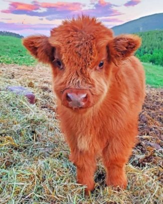 Highland Cow Calf Paint By Numbers