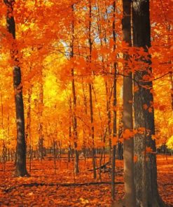 Autumn Forest in Orange Paint By Numbers