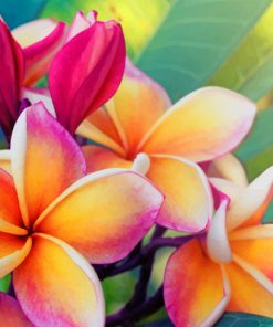Frangipani Blossoms Paint By Numbers