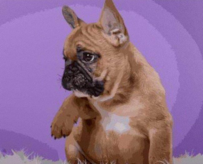 French Bulldog Pet Paint By Numbers