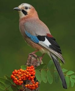 Gaio Passaro Bird Paint By Numbers