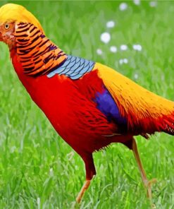Golden Pheasant Wildlife Paint By Numbers