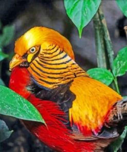 Golden Pheasant Birds Paint By Numbers