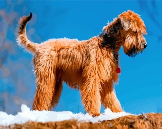 Golden Wheaten Dog Paint By Numbers