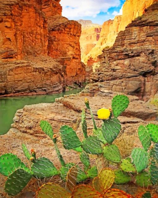 grand-canyon-national-park-cactus-paint-by-numbers