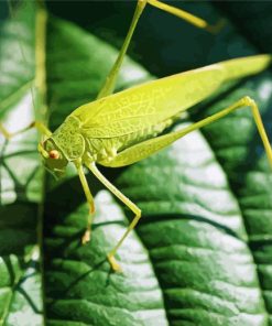 Grasshopper Insect Paint By Numbers