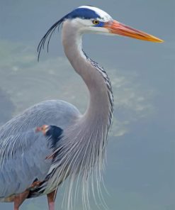 Great Blue Heron Birds Paint By Numbers