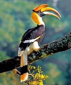 Great Hornbill Bird Paint By Numbers