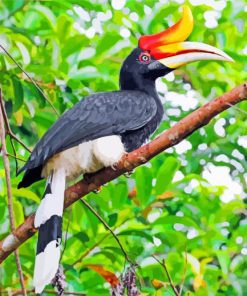 Great Hornbill Bird Paint By Numbers