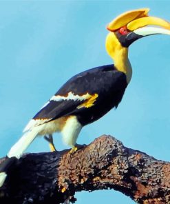 Great Hornbill Bird Paint By Numbers