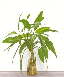 Green Plant Vase Paint By Numbers