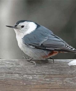 Grey and White Bird Art Paint By Numbers