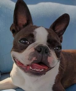 Joyful Dog Paint By Numbers