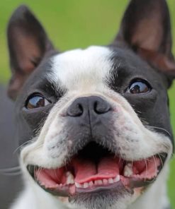 Happy Dogs Pet Paint By Numbers