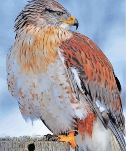 Majestic Hawk Paint By Numbers
