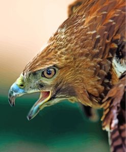 Aesthetic Hawk Eagle Paint By Numbers