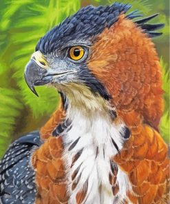 Majestic Hawk Eagle Paint By Numbers