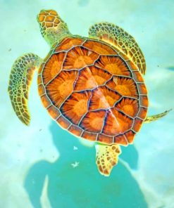 Hawksbill Sea Turtle Art Paint By Numbers