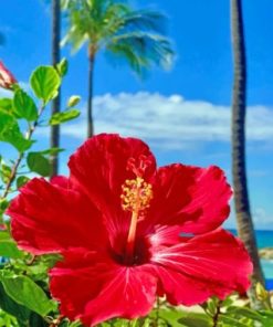 Hibiscus Plants and Flowers Paint By Numbers