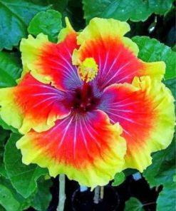Hibiscus Blossoms Paint By Numbers