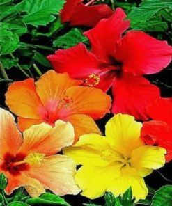 Hibiscus Bloom Paint By Numbers