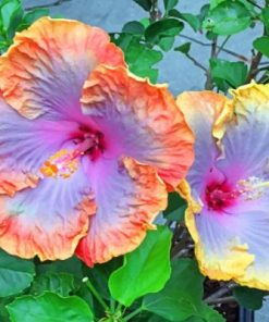 Hibiscus Floral Paint By Numbers