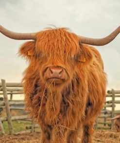 Highland Cow Paint By Numbers