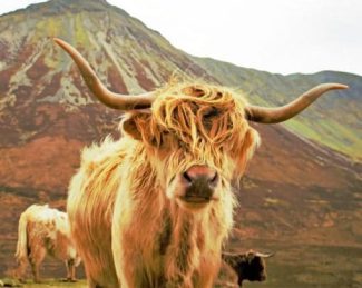 Highland Cow Animals Paint By Numbers