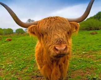 Highland Cow Animal Paint By Numbers