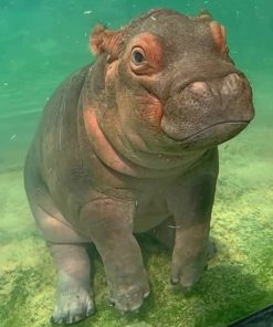 Hippopotamus Animal Paint By Numbers