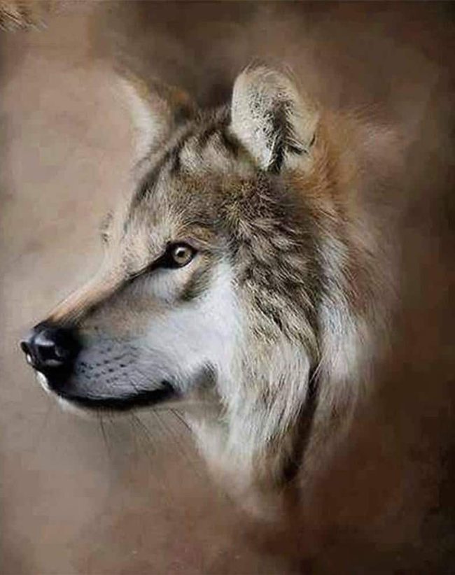 Majestic Wolf Sandstorm Paint By Numbers