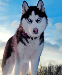 Husky Dog Snow Scene Paint By Numbers