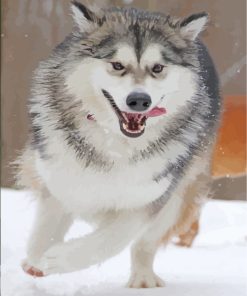 Husky Dog Wilderness Paint By Numbers