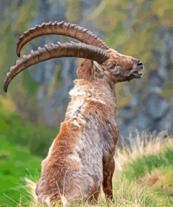 Alpine Ibex Wildlife Art Paint By Numbers