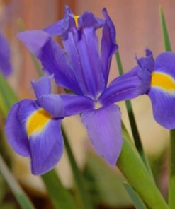Purple Iris Blossom Paint By Numbers